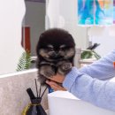 부산강아지분양 테디럽 명지본점 이미지