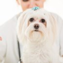 스타동물의료센터 이미지