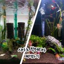 시아노박테리아(청록색 이끼) 제거하기 / 블루 그린 슬라임 리무버 후기