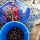 옥계 백봉이네 이미지