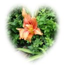 성애문구 이미지