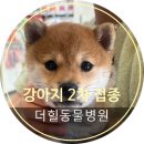 더힐동물병원 | [부산 북구 더힐 동물병원/덕천동 동물병원/화명동 동물병원/구포 동물병원/만덕 동물병원] 강아지 2...
