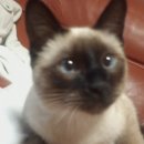 오금동상아아파트 이미지