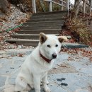 산내천 이미지