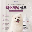 뽀송뽀송 | 강아지 피부병 고민 끝! 루이도 좋아지고 코코는 뽀송뽀송✨ 국내 최초 엑소좀 엑소제닉 샴푸 후기