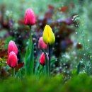 봄 배경 꽃 바탕화면 이미지 모음 이미지