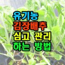 유기농 김장배추 심고 관리하는 방법 이미지