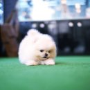 베이비몽 강아지분양 인천청라점 이미지