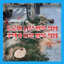 학의천변(한전방향) | 도로변 자작나무 벌목작업