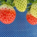 늘봄딸기농원 이미지