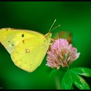노랑나비 이미지