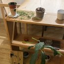 보리수카페 이미지