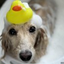 위드뚜뚜 이미지