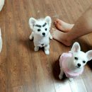 퍼피마마 이미지