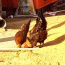 구주령 산채농원 이미지