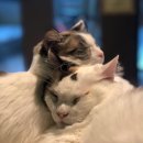 고양이카페38.5 이미지