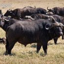 ﻿버팔로(buffalo) 이미지