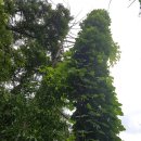 ^ 예봉산 /683m/2017.07.30.일/1744