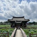 유등연지 | 청도 유등연지 군자정 7월 8월 대구근교 가볼만한 곳 연꽃 명소
