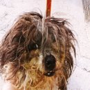 증평가정견훈련소 이미지