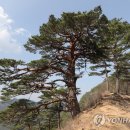 울진소나무 이미지