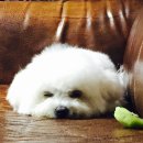 슬기로운 멍생활 이미지