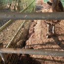 타조사육장 이미지