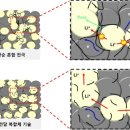 새나리로 이미지