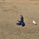 비둘기공원2 이미지