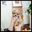 유앤미펫 강아지분양 고양이분양 위례점 이미지