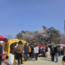 황구지천 | 수원 화성 벚꽃길 추천 황구지천 벚꽃 구경 후기