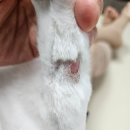 24시 사람앤동물병원 후기. 고양이 비만세포종 진단 과정 공개