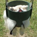 멍멍이 달린다 이미지