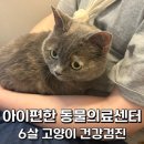 아이편한동물의료센터 네이버블로그