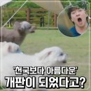 아름다운 개 이미지