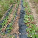 인제농장 이미지