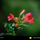 경안천습지생태공원 이미지