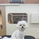 네추럴 그루밍 이미지