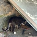 오포읍 양벌로 197 | 경기광주 애견동반 식당 그때 그 시절 오라운트 카페 강아지와 함께 주말 드라이브