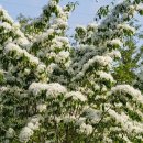 이팝나무(이암나무 육도목 입하목 fringe tree) 꽃 이미지