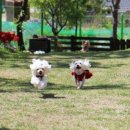 치킨패밀리 이미지