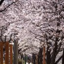 4월 11일(화) 야간 안양천 벚꽃구경 ( 걷기 ) 합니다 이미지