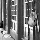 자주고름 이미지