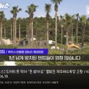 유료화 시작한다는 제주도 금능해수욕장 근황 ㄷㄷㄷ. gif 이미지