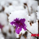 영산홍 이미지