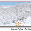 새싹목장 | 대관령 양떼목장 평창 가볼 만한 곳, 입장료‧날씨‧포토존‧주차 꿀팁까지! 사진 감성 그대로 후기