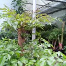 행복나무 이미지