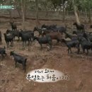 친환경 염소농장 이미지