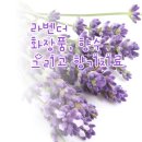 라벤다 이미지