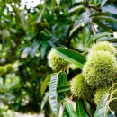 계수농장 이미지